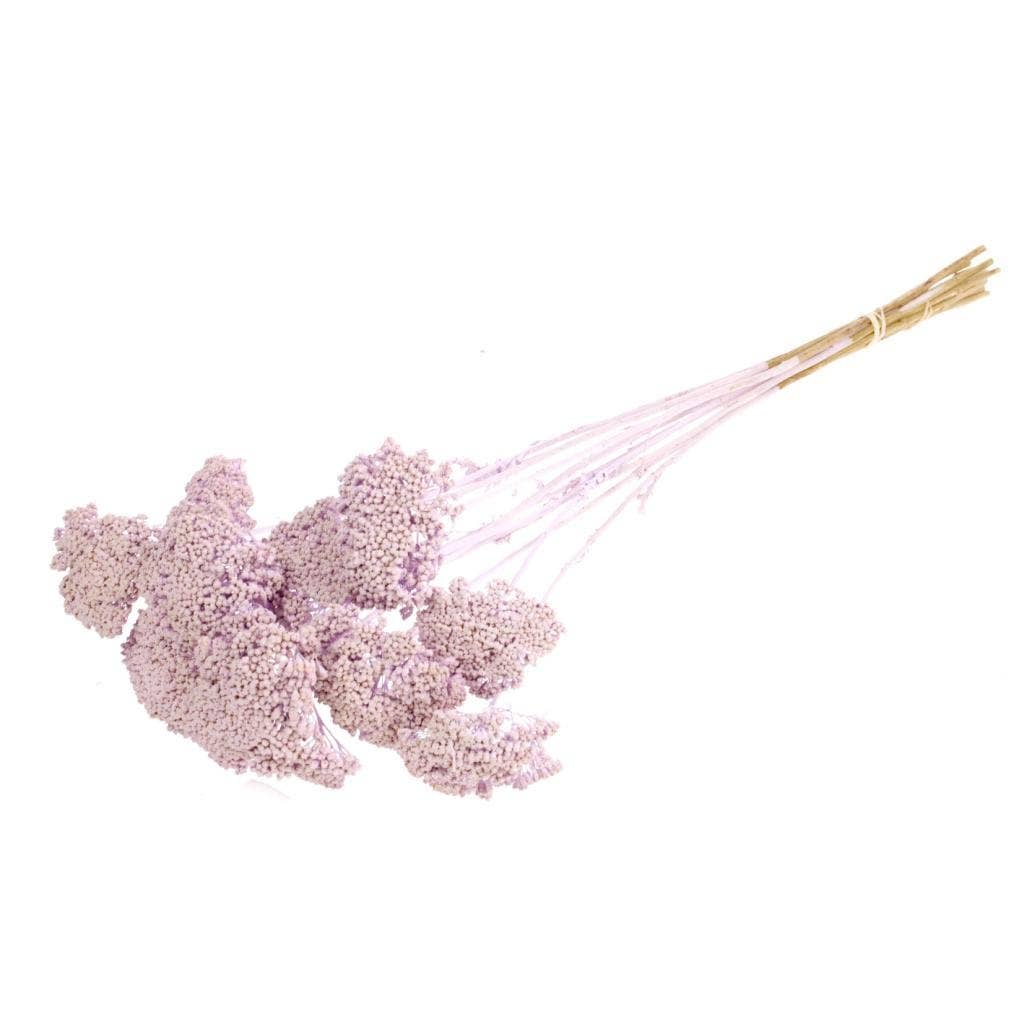 Dried Lilac Yarrow