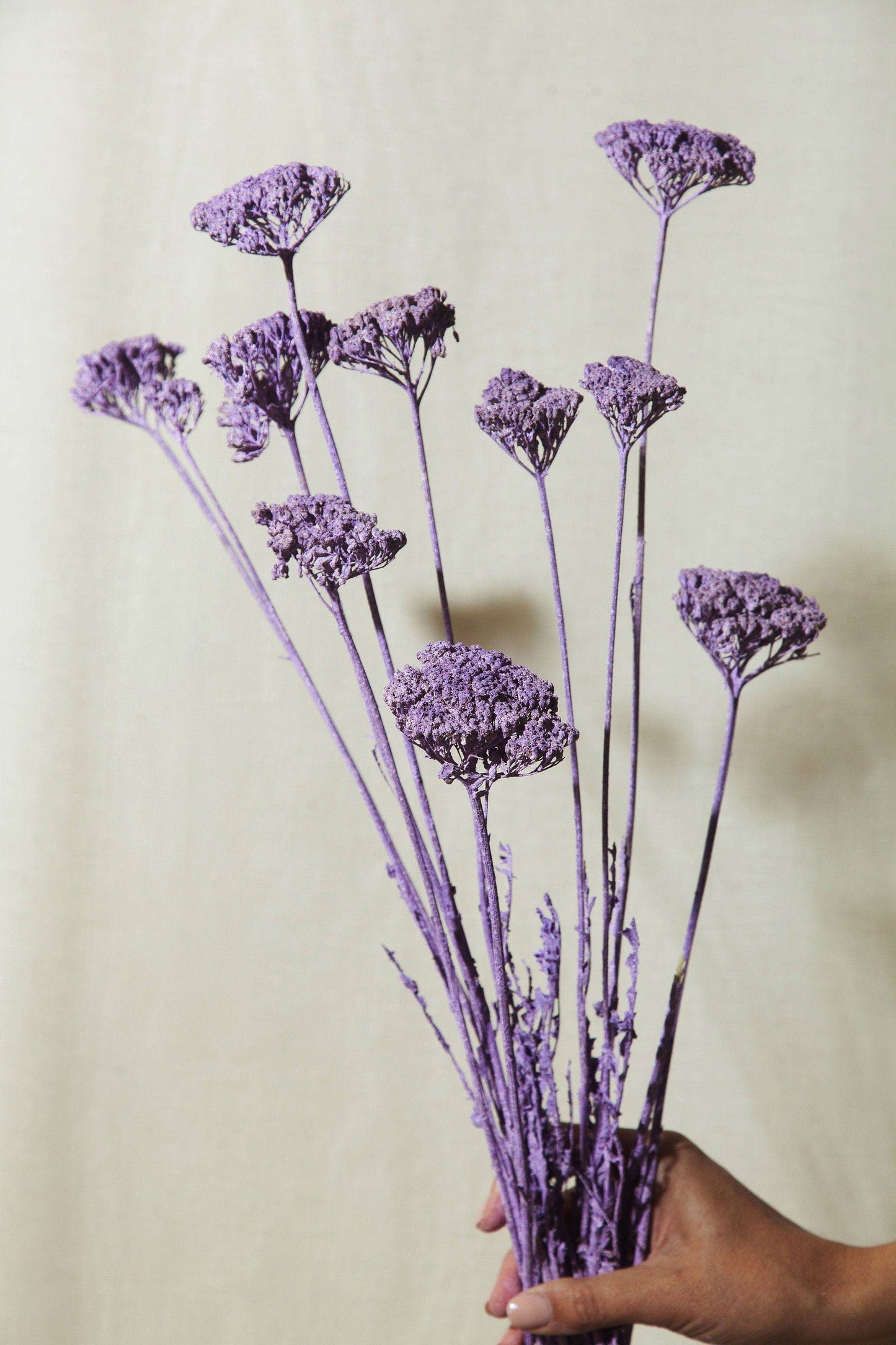 Dried Lilac Yarrow