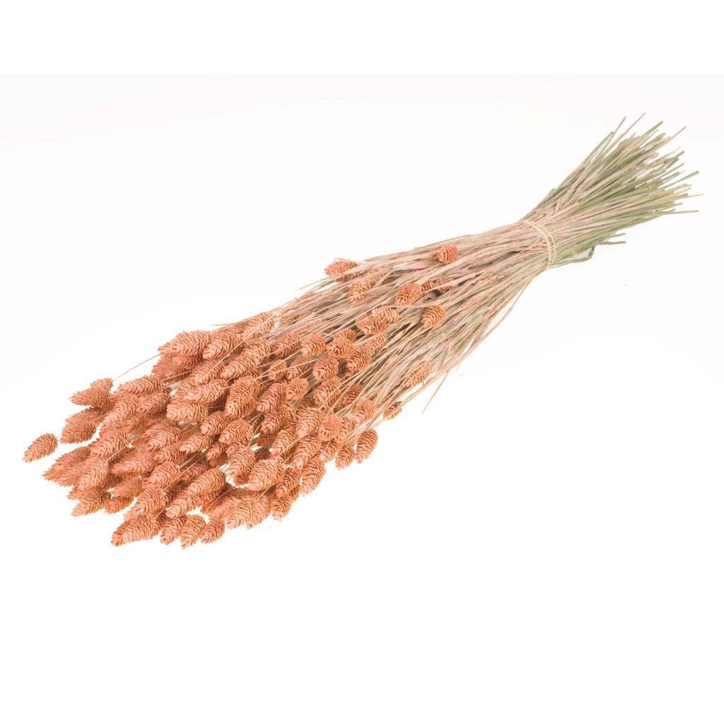 Dried Coral Phalaris