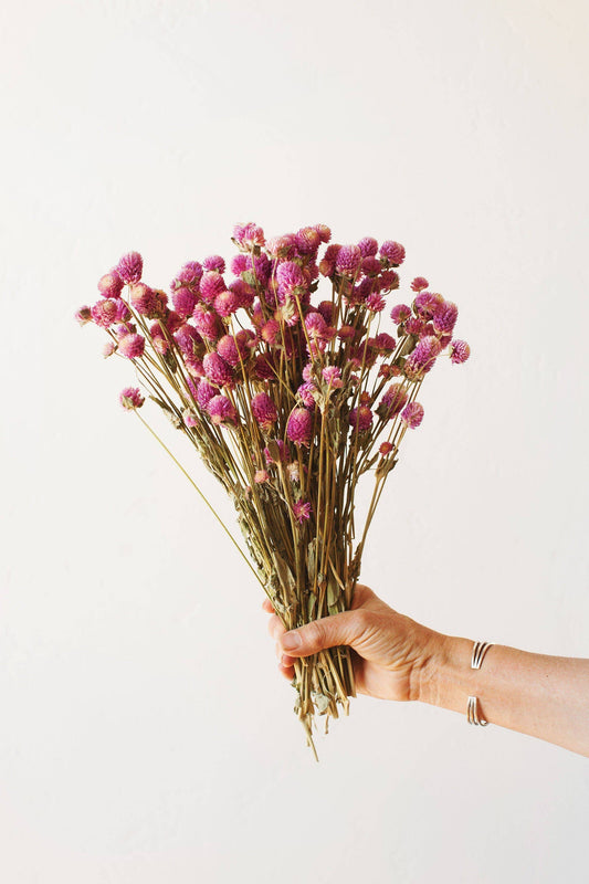 Fuschia Globe Amaranth