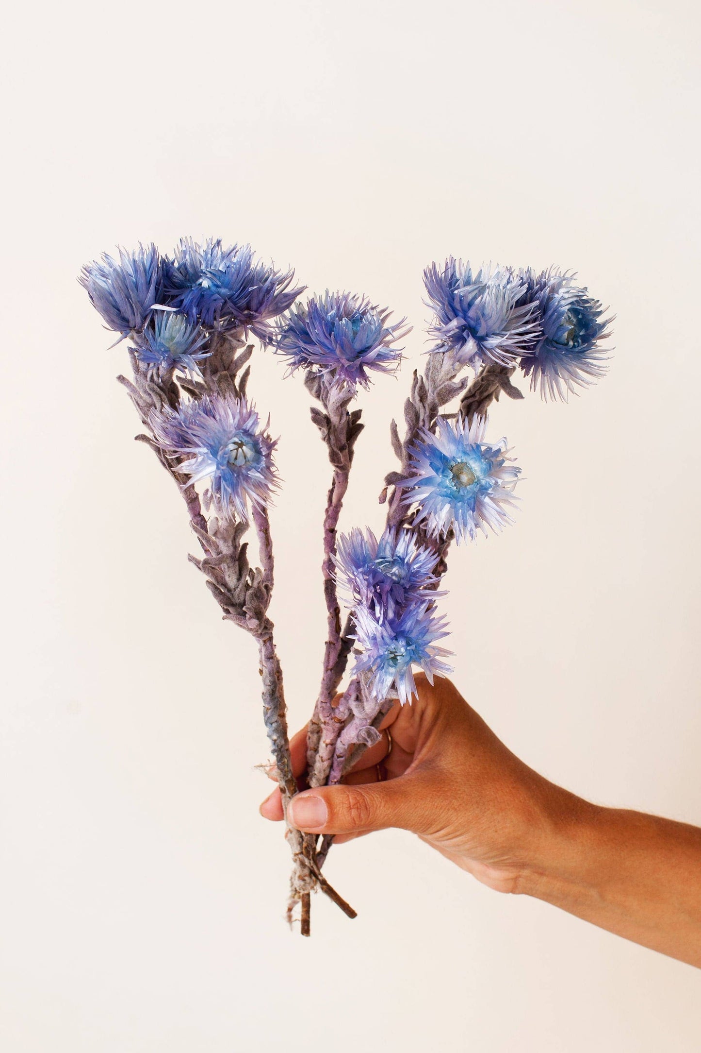Preserved Indigo Silver Daisy