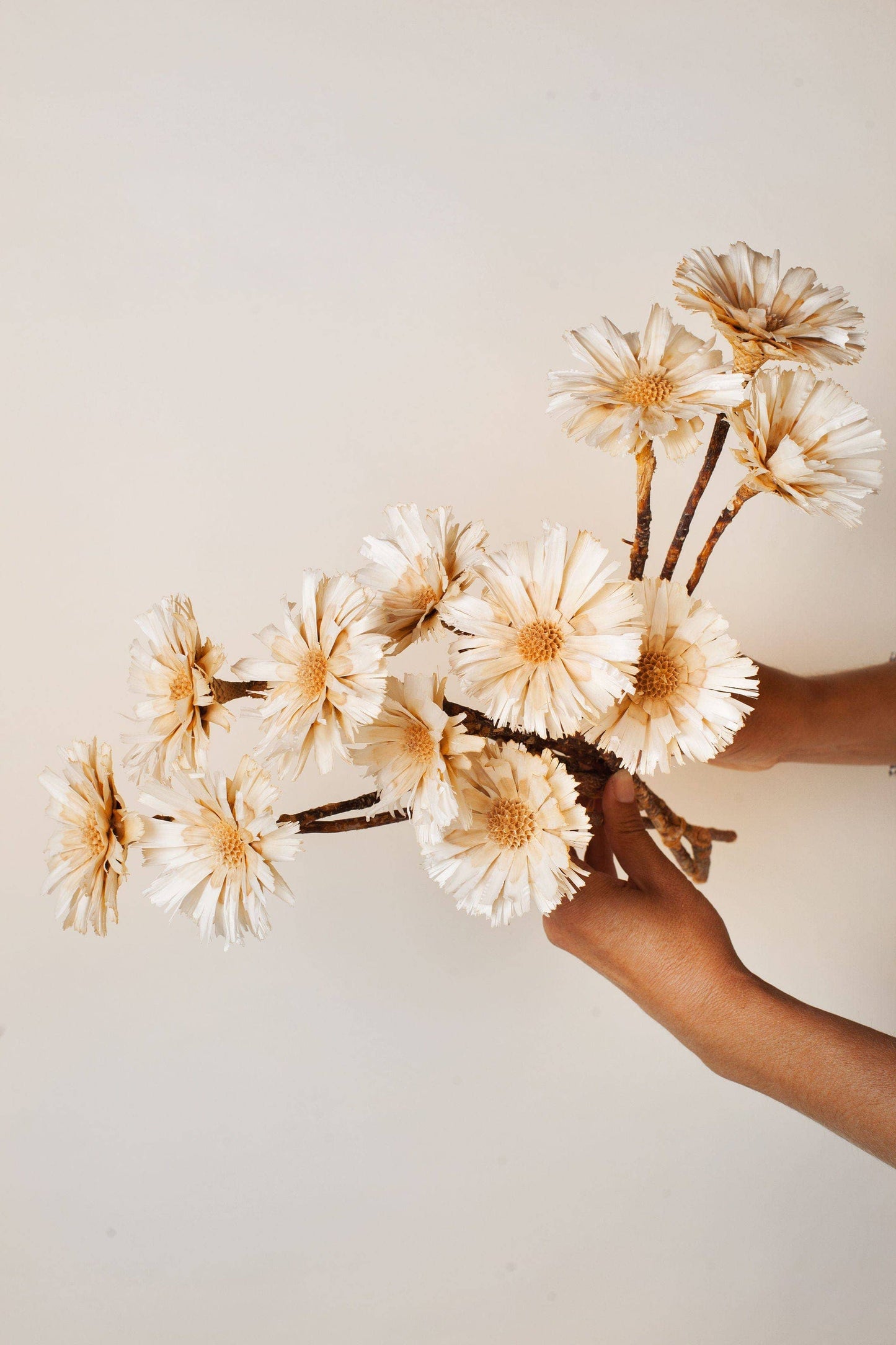 Dried Cream Protea Rosettes