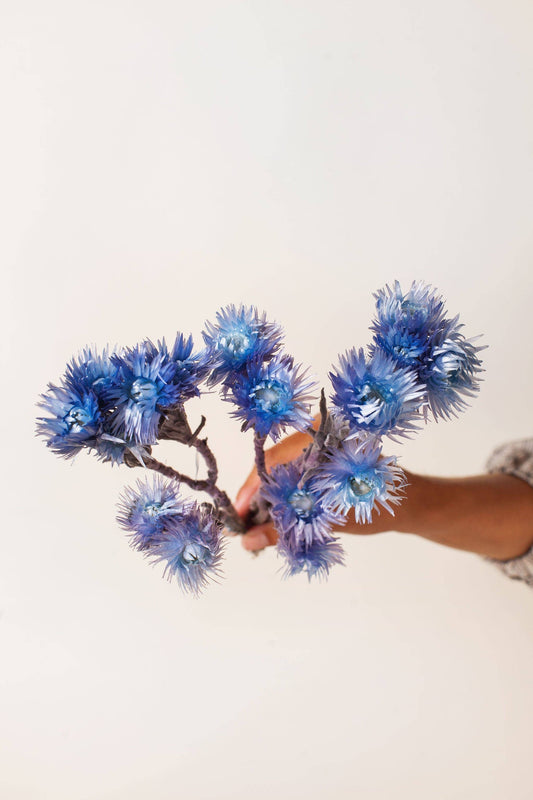 Preserved Indigo Silver Daisy