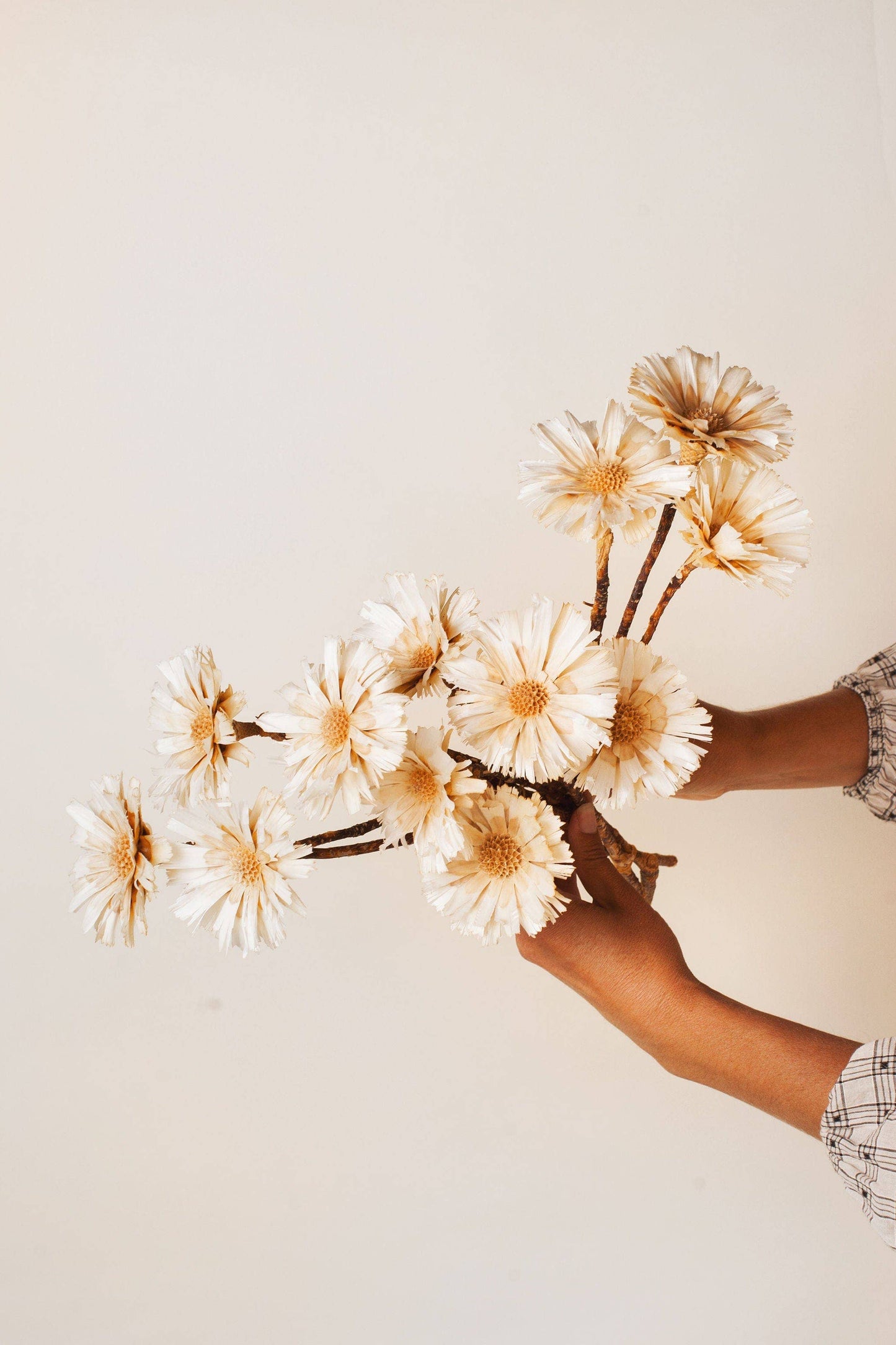 Dried Cream Protea Rosettes