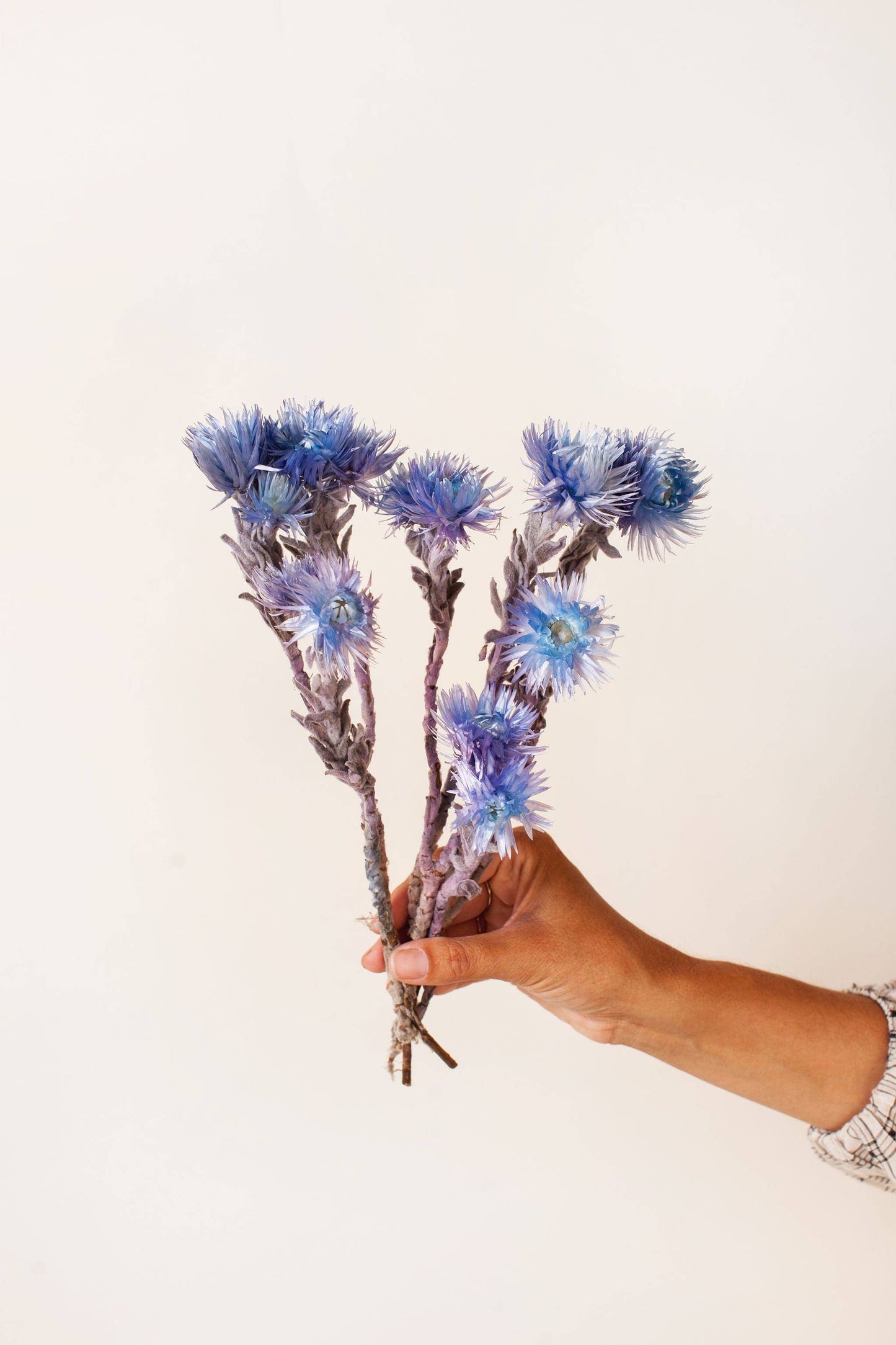 Preserved Indigo Silver Daisy