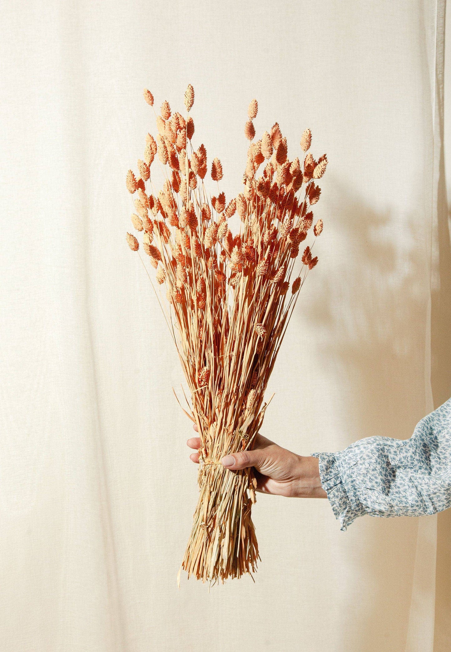 Dried Coral Phalaris