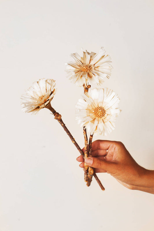 Dried Cream Protea Rosettes