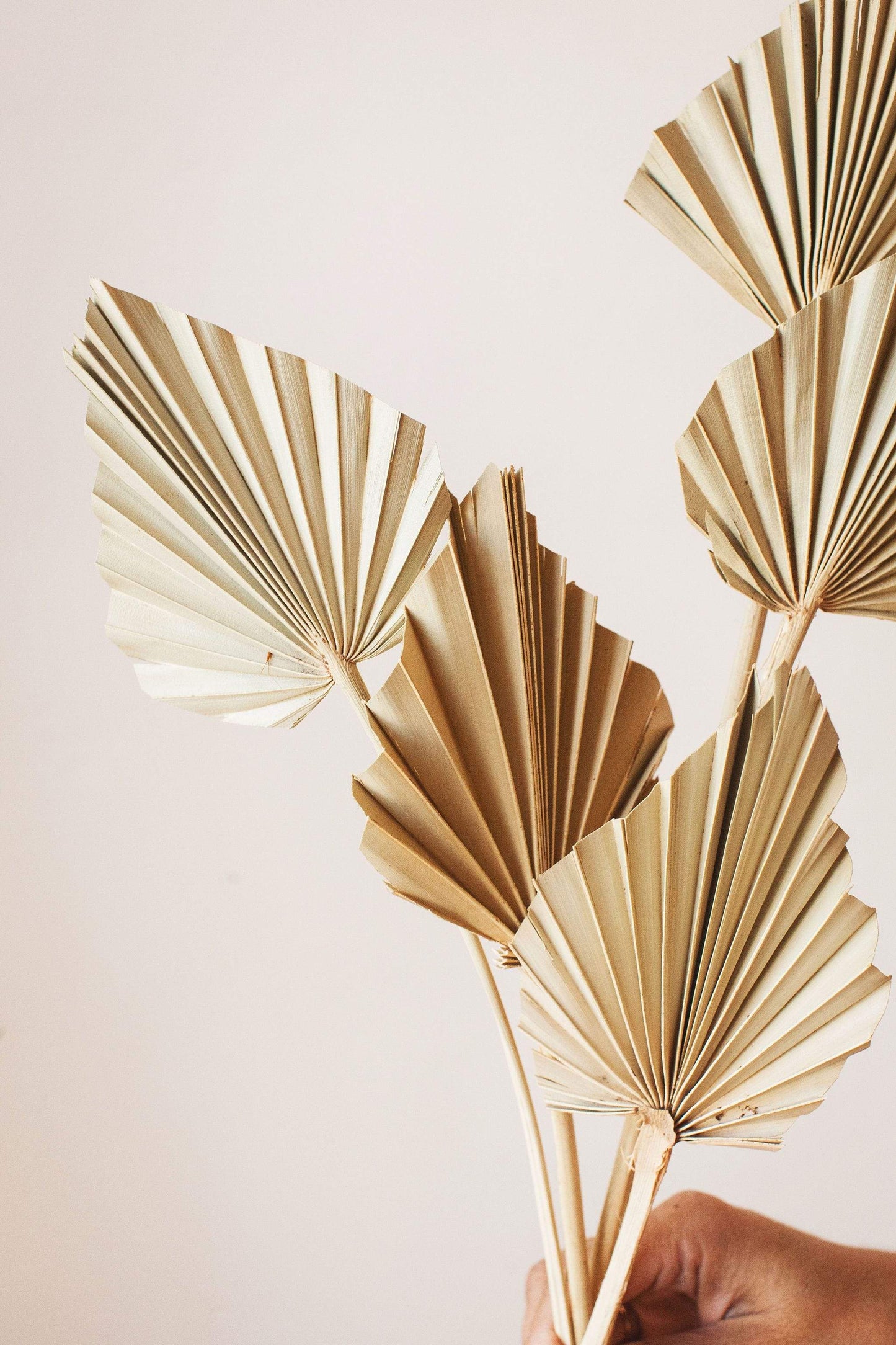Natural Dried Spade Palm Fronds