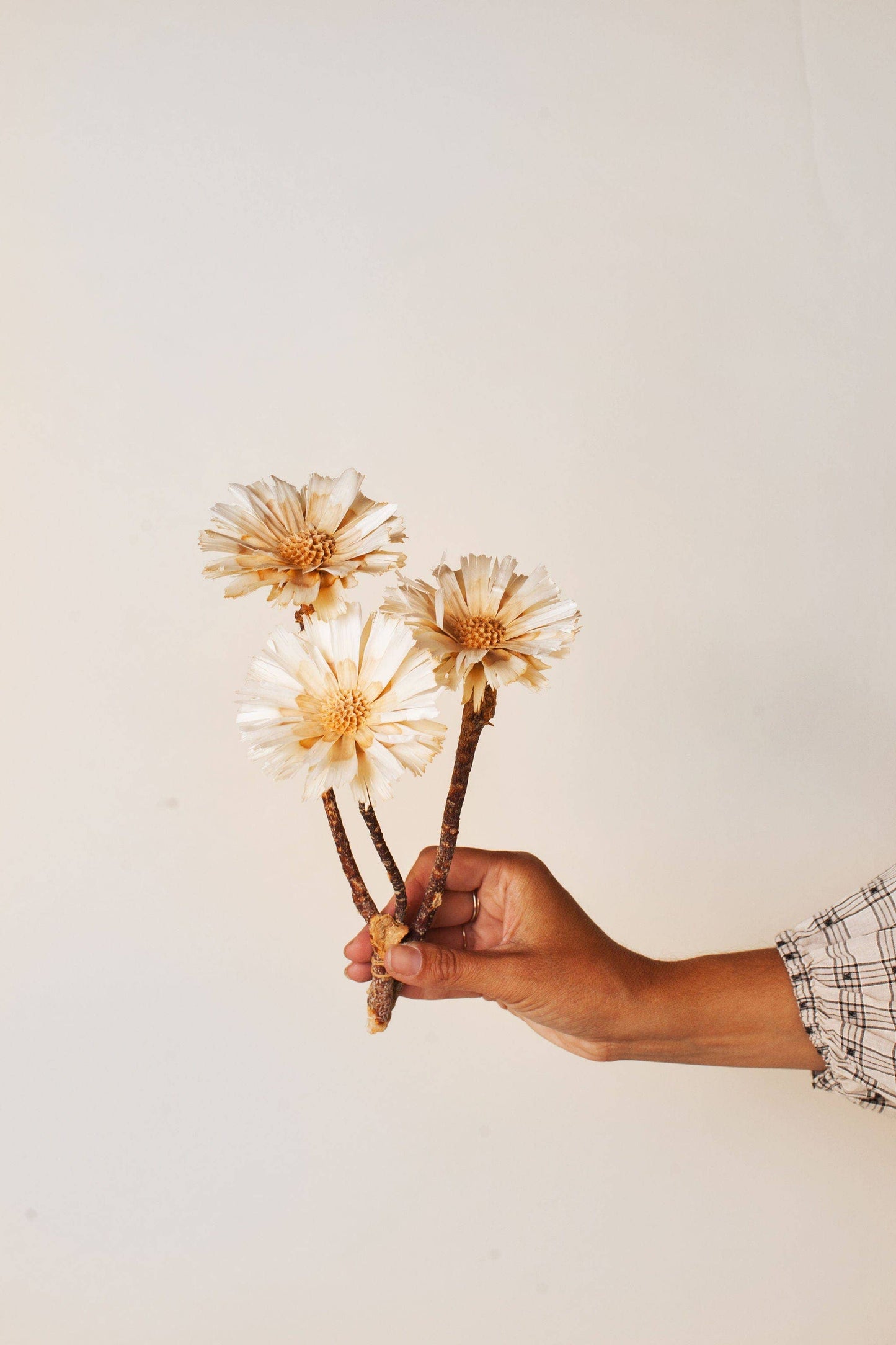 Dried Cream Protea Rosettes