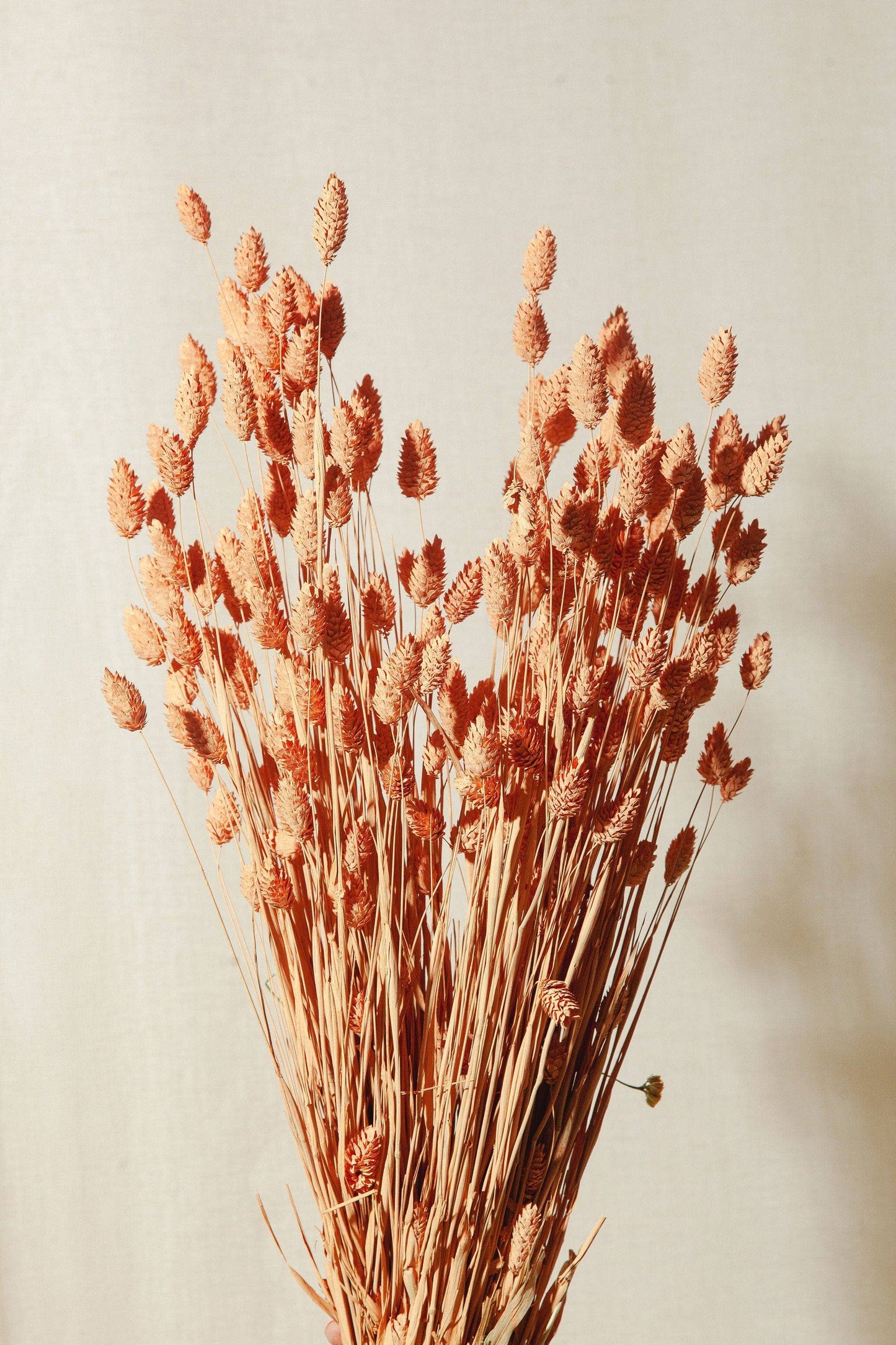 Dried Coral Phalaris