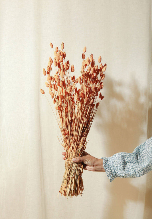 Dried Coral Phalaris