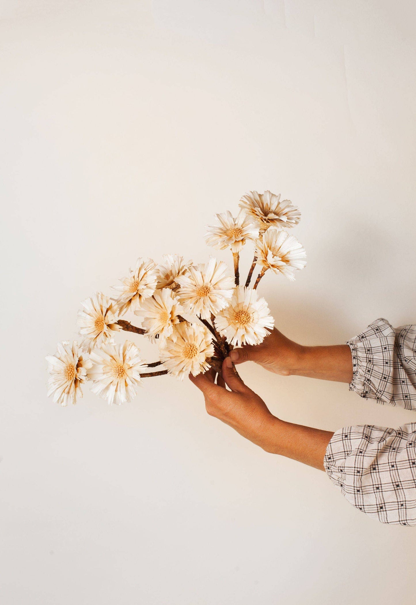 Dried Cream Protea Rosettes